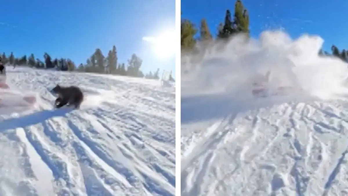 Panik auf der Piste! Bär crasht in Snowboarder