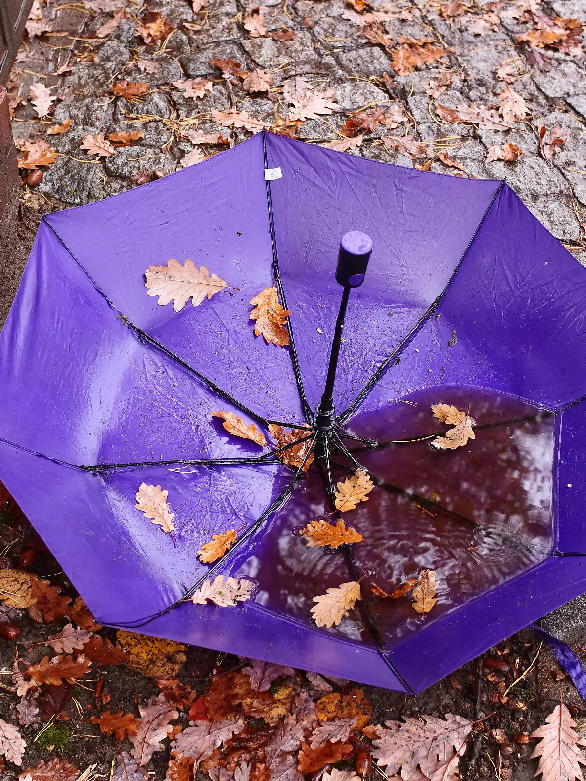 31.10.2020, Berlin. Herbstlich gefaerbte Blaetter liegen in einem Regenschirm, der wiederrum auf einem Gehweg liegt, nachdem er wohl verloren oder vergessen wurde. Foto: Wolfram Steinberg/dpa