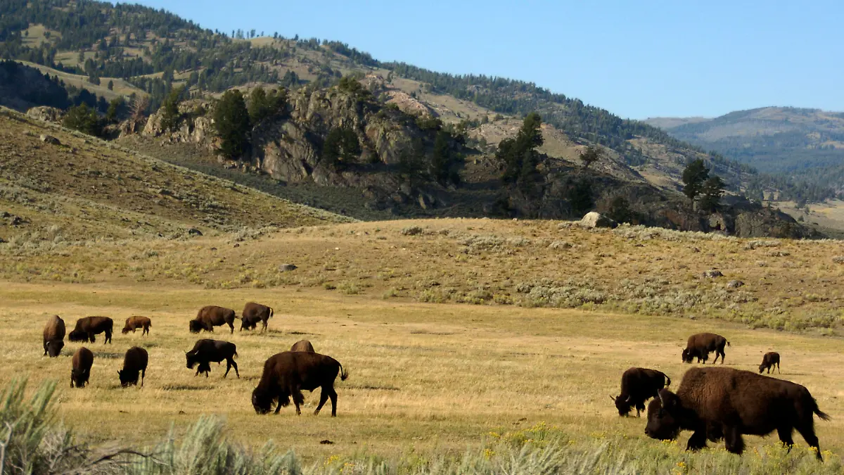 FILE - A herd of bison grazes in the Lamar Valley of Yellowstone National Park on Aug. 3, 2016. Yellowstone National Park officials say they had to kill a newborn bison because its herd wouldn’t take the animal back after a man picked it up. Park officials say in a statement the calf became separated from its mother when the herd crossed the Lamar River in northeastern Yellowstone on Saturday, May 20, 2023. (AP Photo/Matthew Brown, File)