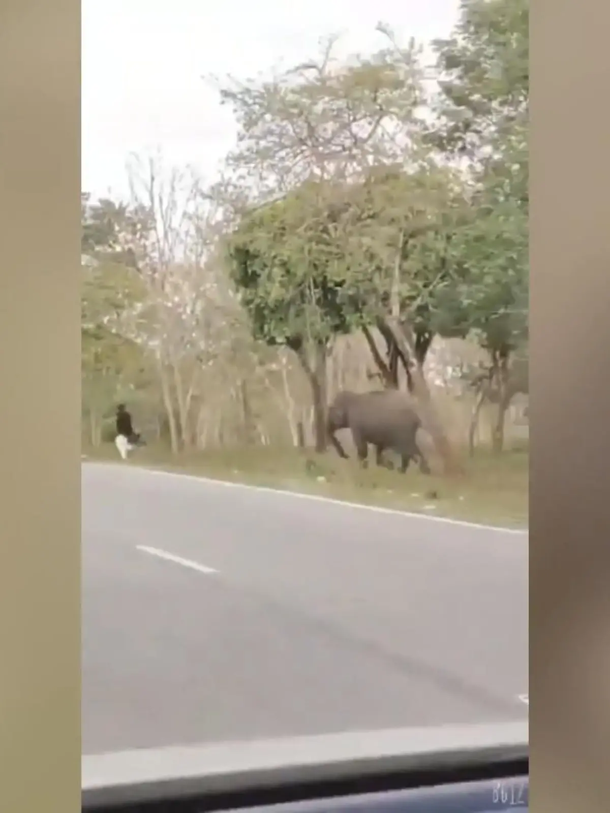 Im indischen Bundestaat Karnataka ist ein Mann nur knapp einem wilden Elefanten entkommen. Er beobachtete unweit eines Nationalparks die Tiere, da stürmte eine Elefantenkuh auf ihn zu. Der Mann konnte knapp entkommen.