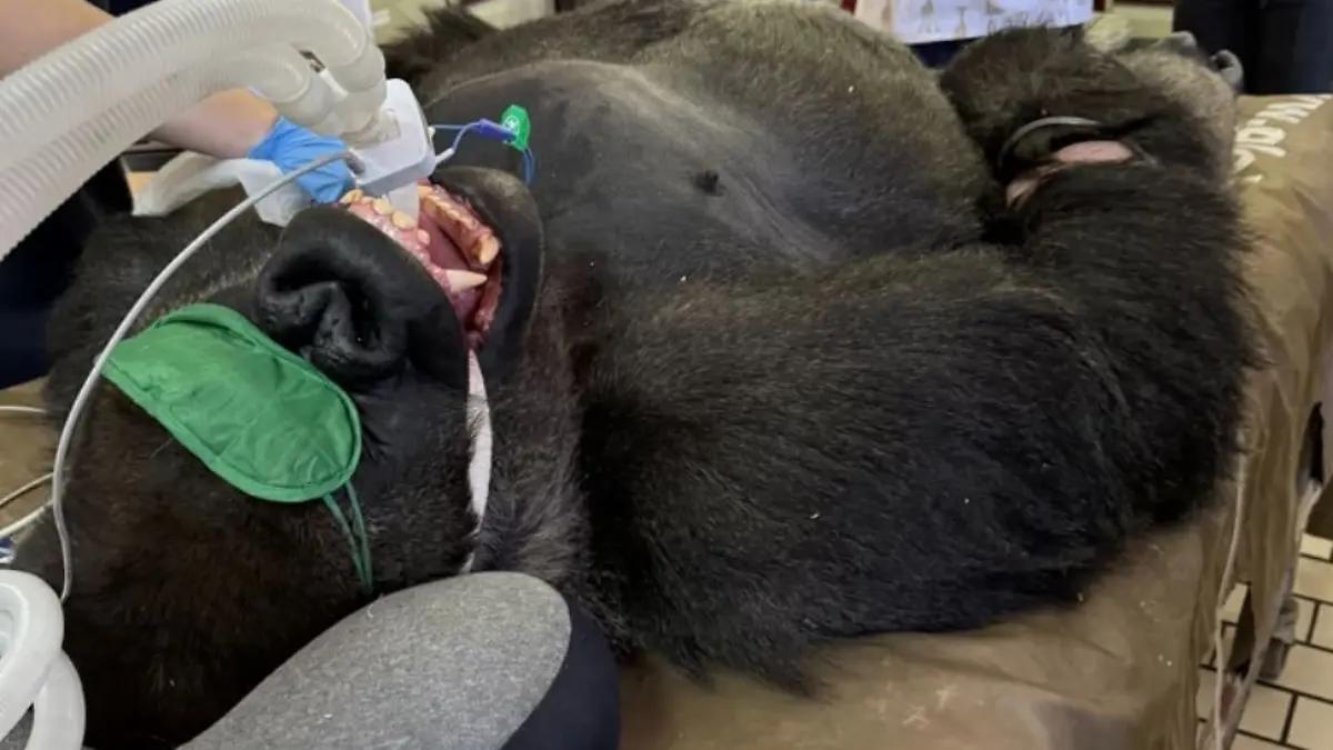 Gorilla Binga plagt ein entzündeter Backenzahn.
