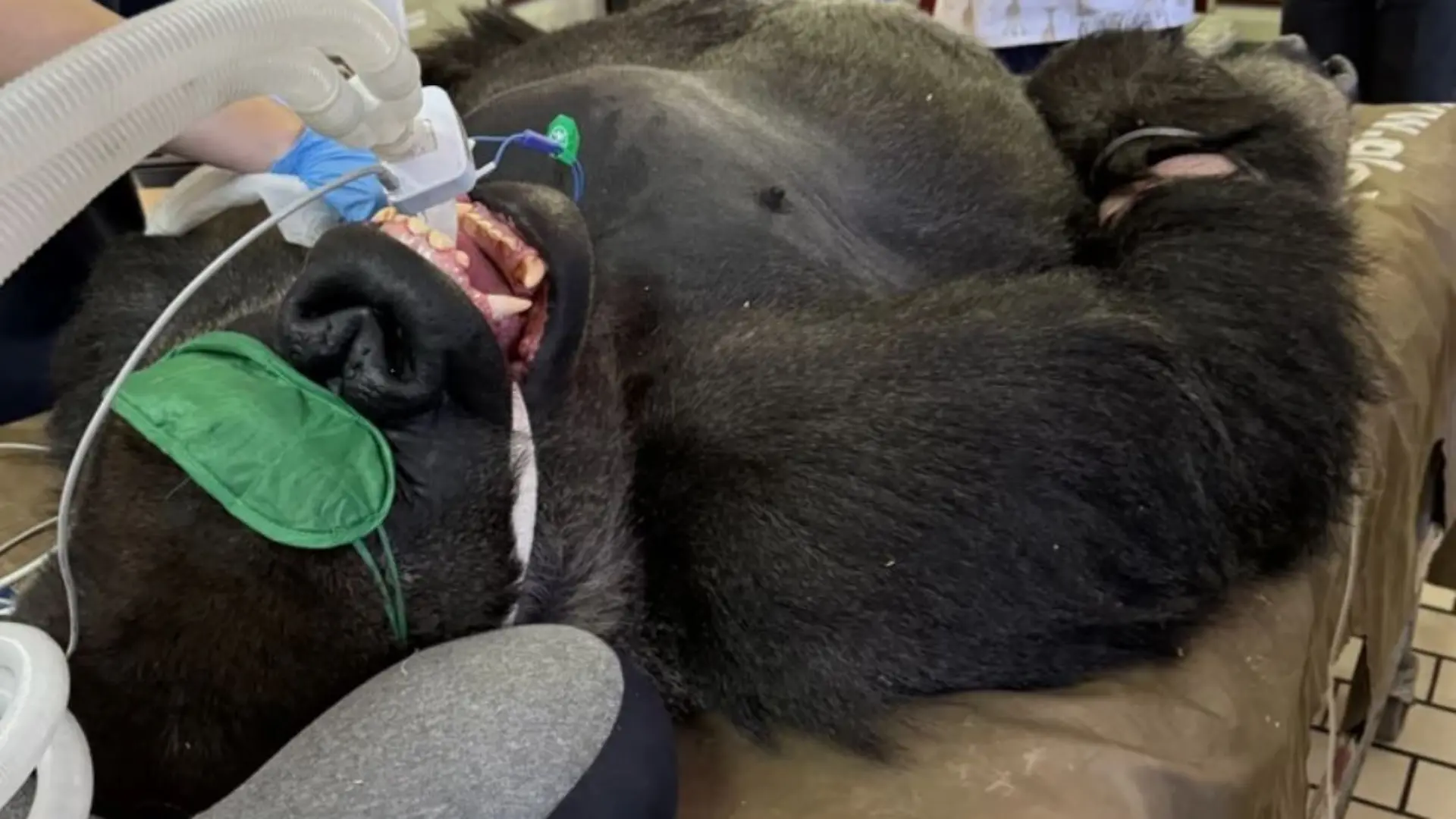 Gorilla Binga plagt ein entzündeter Backenzahn. 