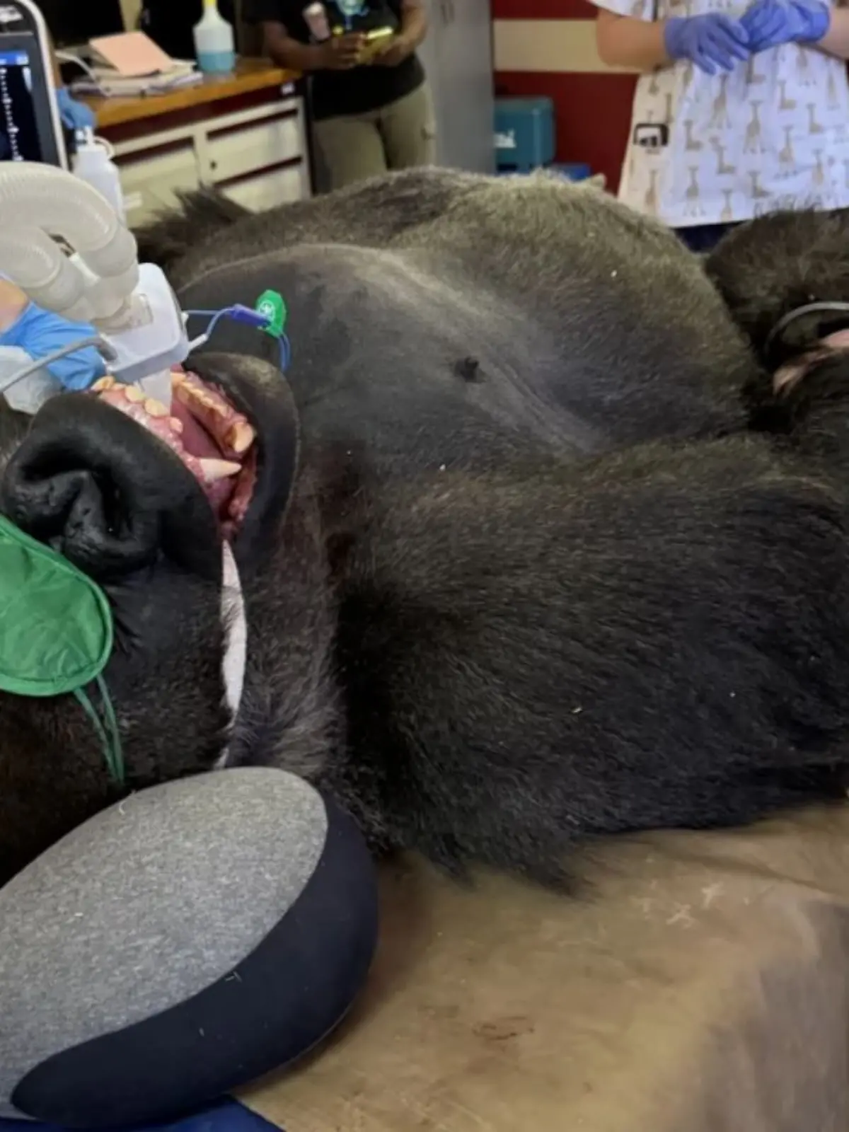 Gorilla Binga plagt ein entzündeter Backenzahn. 