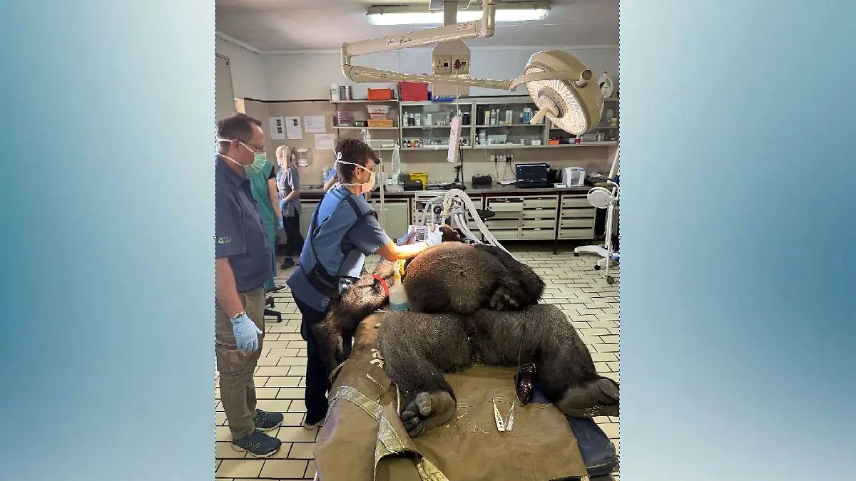 Der Gorilla wiegt 185 Kilogramm: Eine Herausforderung für das gesamte Team.