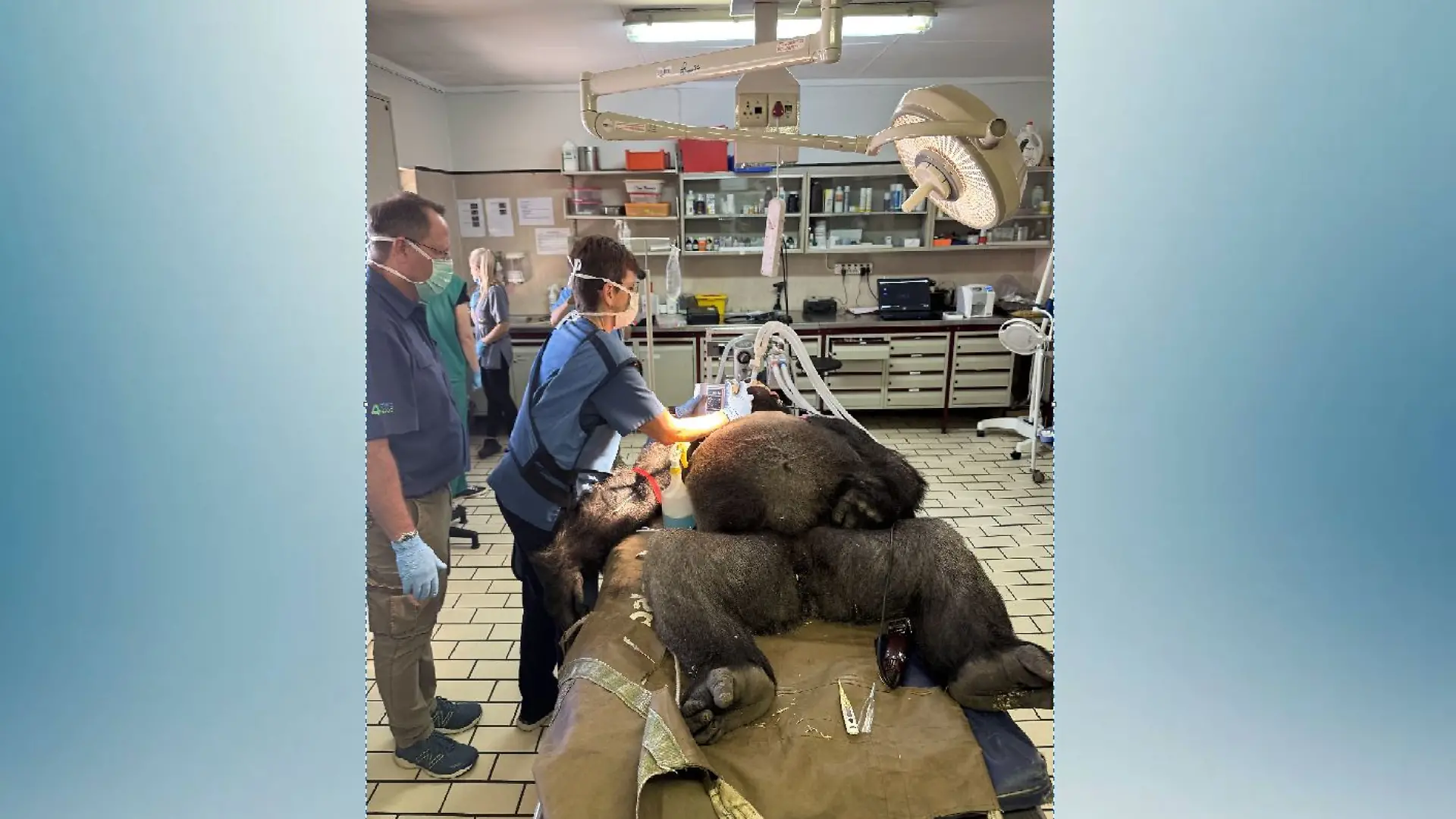 Der Gorilla wiegt 185 Kilogramm: Eine Herausforderung für das gesamte Team.