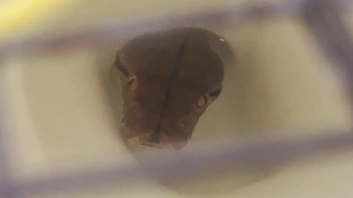 Riesen-Reptil starrt plötzlich Mutter an