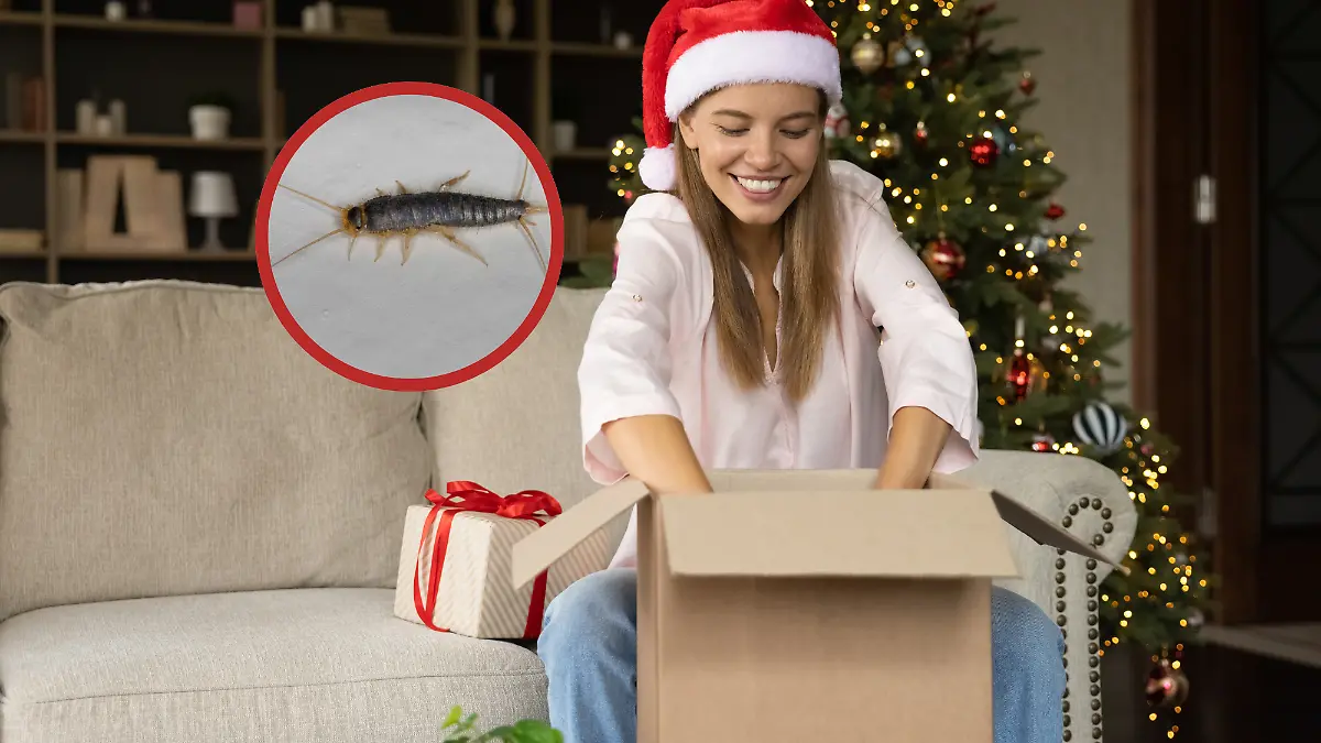 Mit der Weihnachtspost kommen die Krabbeltierchen 