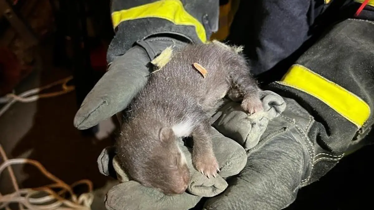 Die Feuerwehr Rhumspringe rettet ein Baby-Marder aus einem Dachkasten befreien.
