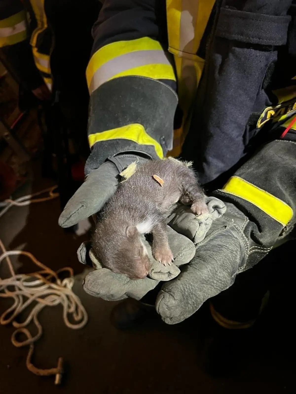 Die Feuerwehr Rhumspringe rettet ein Baby-Marder aus einem Dachkasten befreien.