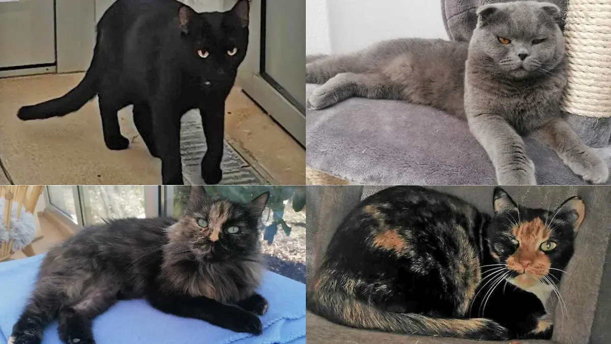 Ingesamt vermisst das Tierheim 13 Katzen.