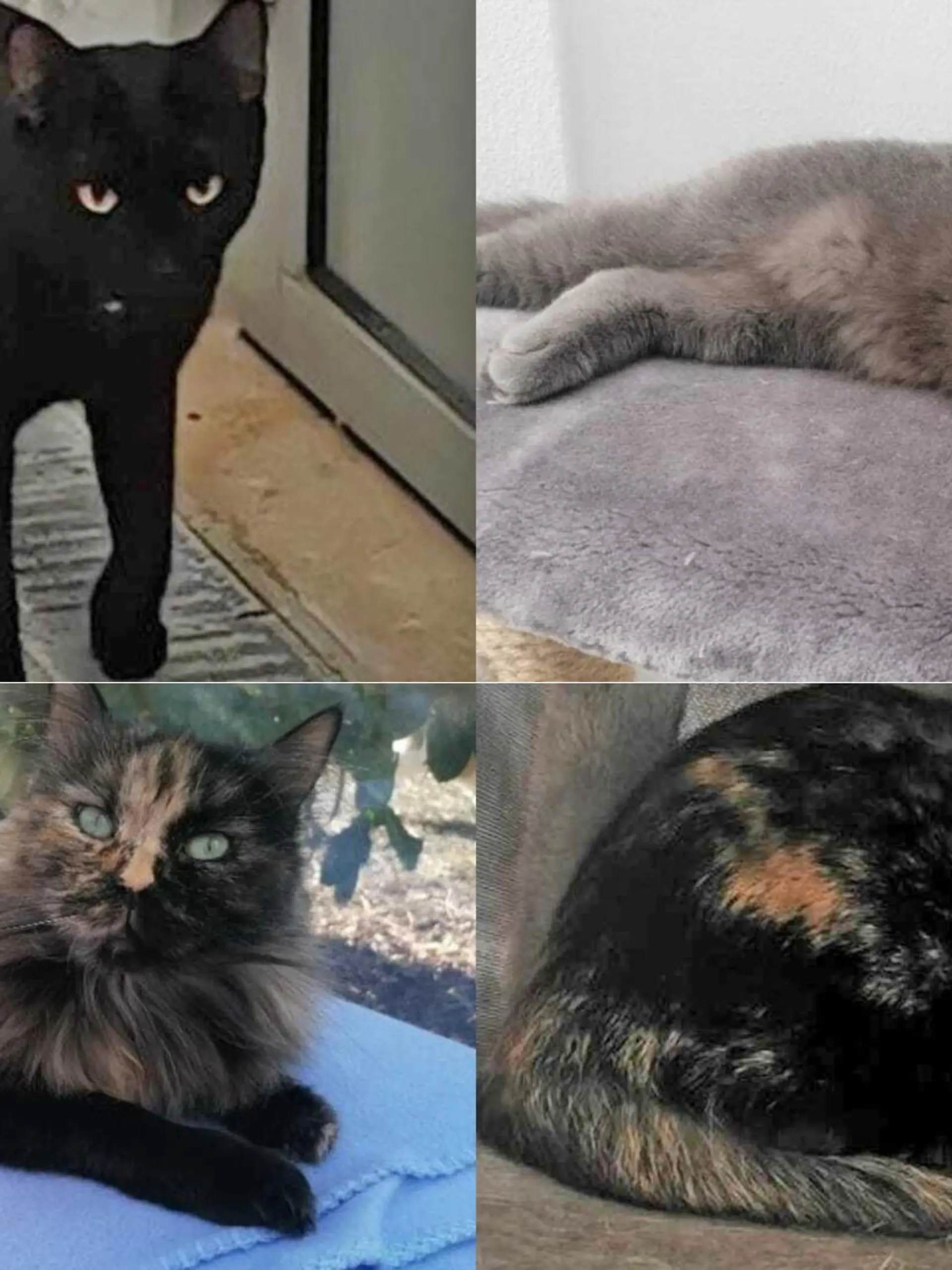 Ingesamt vermisst das Tierheim 13 Katzen.