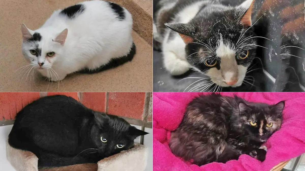 Das Tierheim Mönchengladbach vermisst insgesamt noch 13 Katzen.