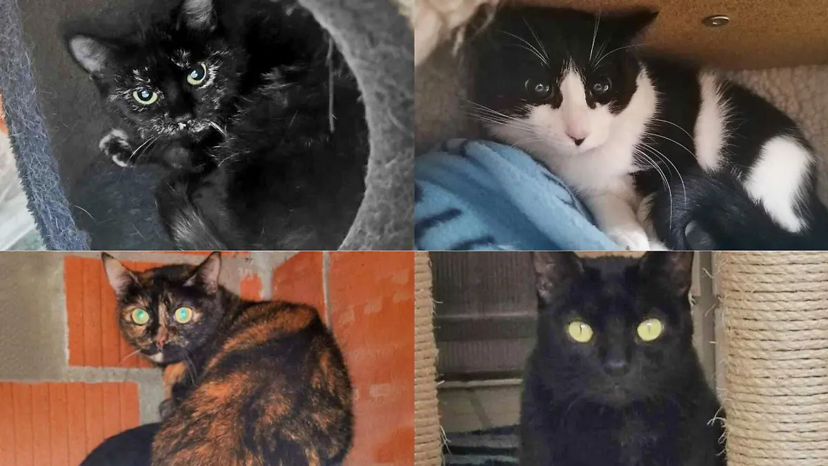 Das Tierheim Mönchengladbach vermisst insgesamt noch 13 Katzen.