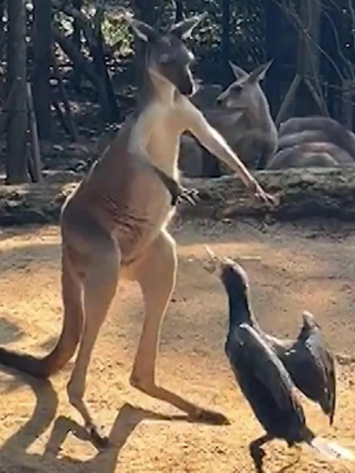 Bild zu: "Hier fliegen Pfoten und Flügel! Känguru fetzt sich mit Vogel"