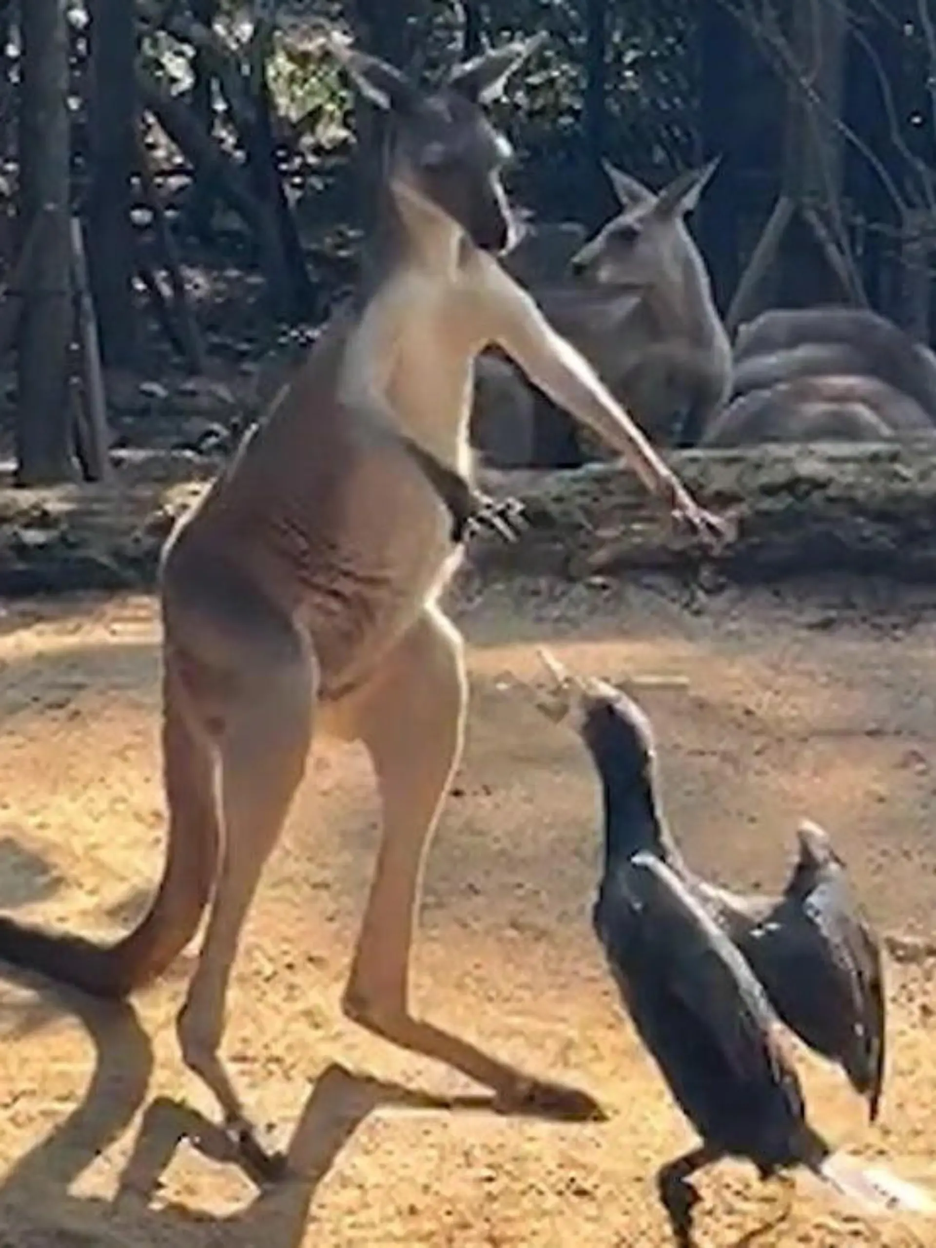 Bild zu: "Hier fliegen Pfoten und Flügel! Känguru fetzt sich mit Vogel"