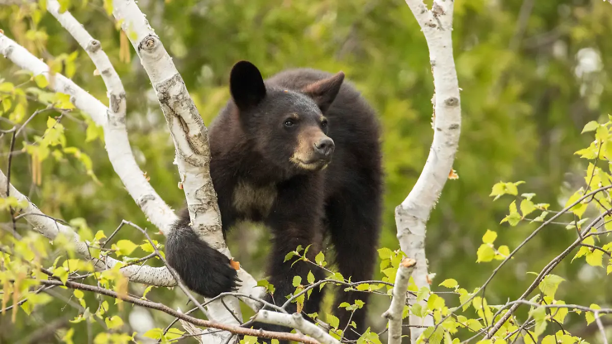 Zwei Jahre, Schwarzbär (Ursus americanus), Forillon-Nationalpark, Quebec, Kanada, Nordamerika