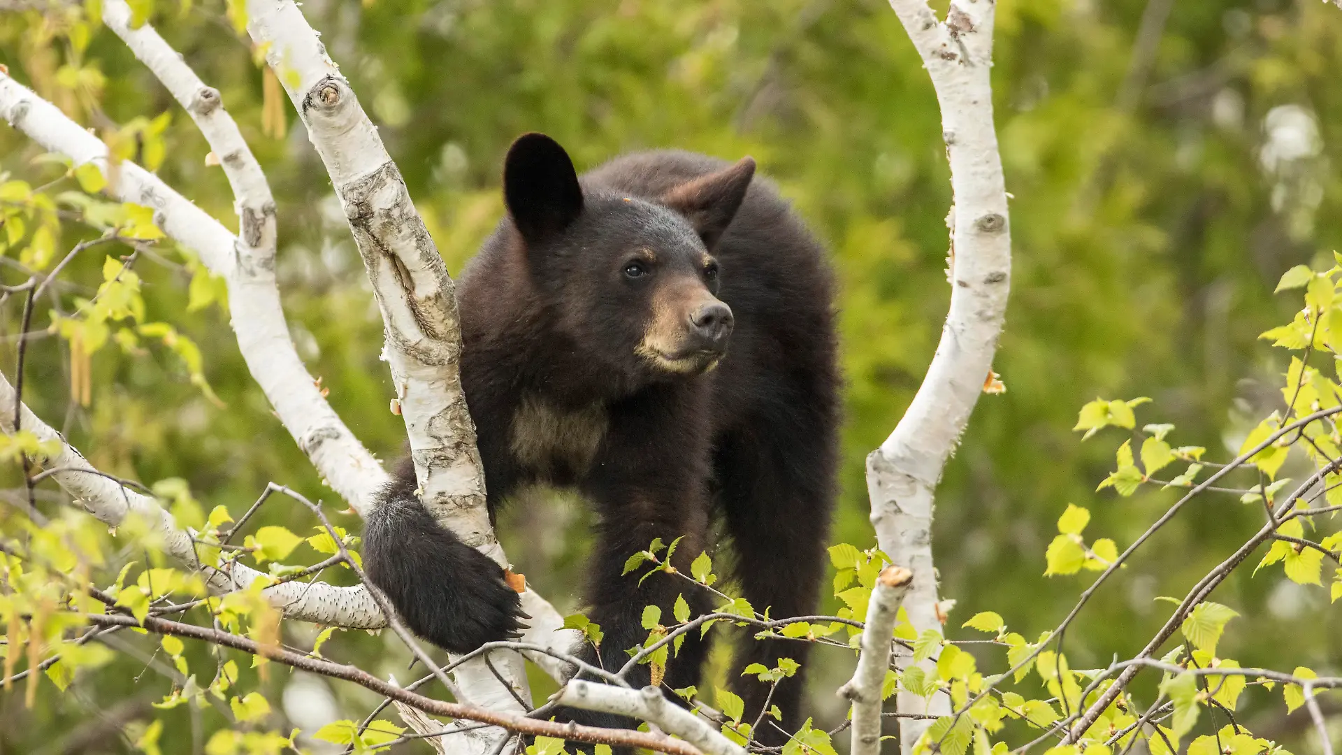 Zwei Jahre, Schwarzbär (Ursus americanus), Forillon-Nationalpark, Quebec, Kanada, Nordamerika