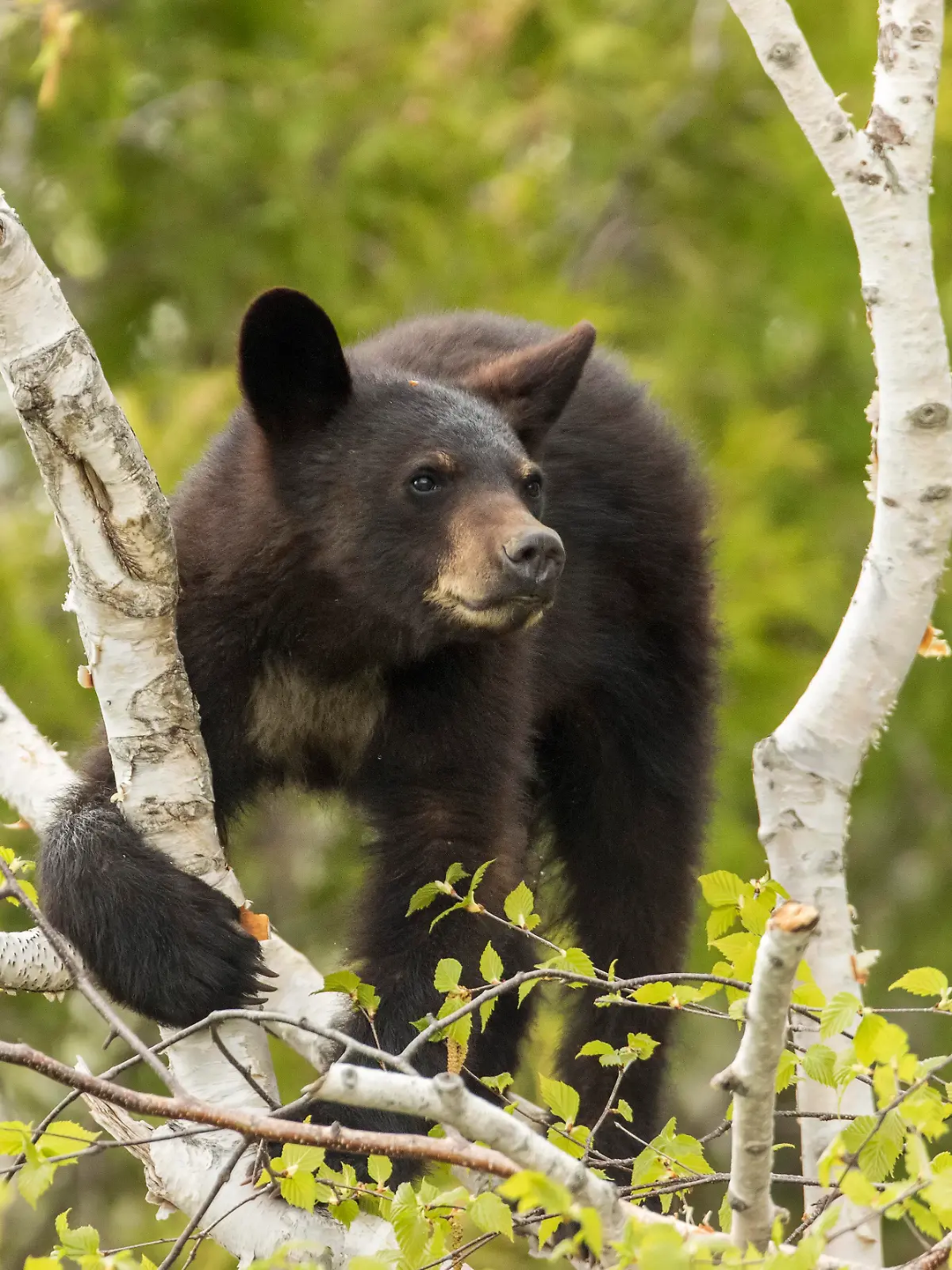 Zwei Jahre, Schwarzbär (Ursus americanus), Forillon-Nationalpark, Quebec, Kanada, Nordamerika