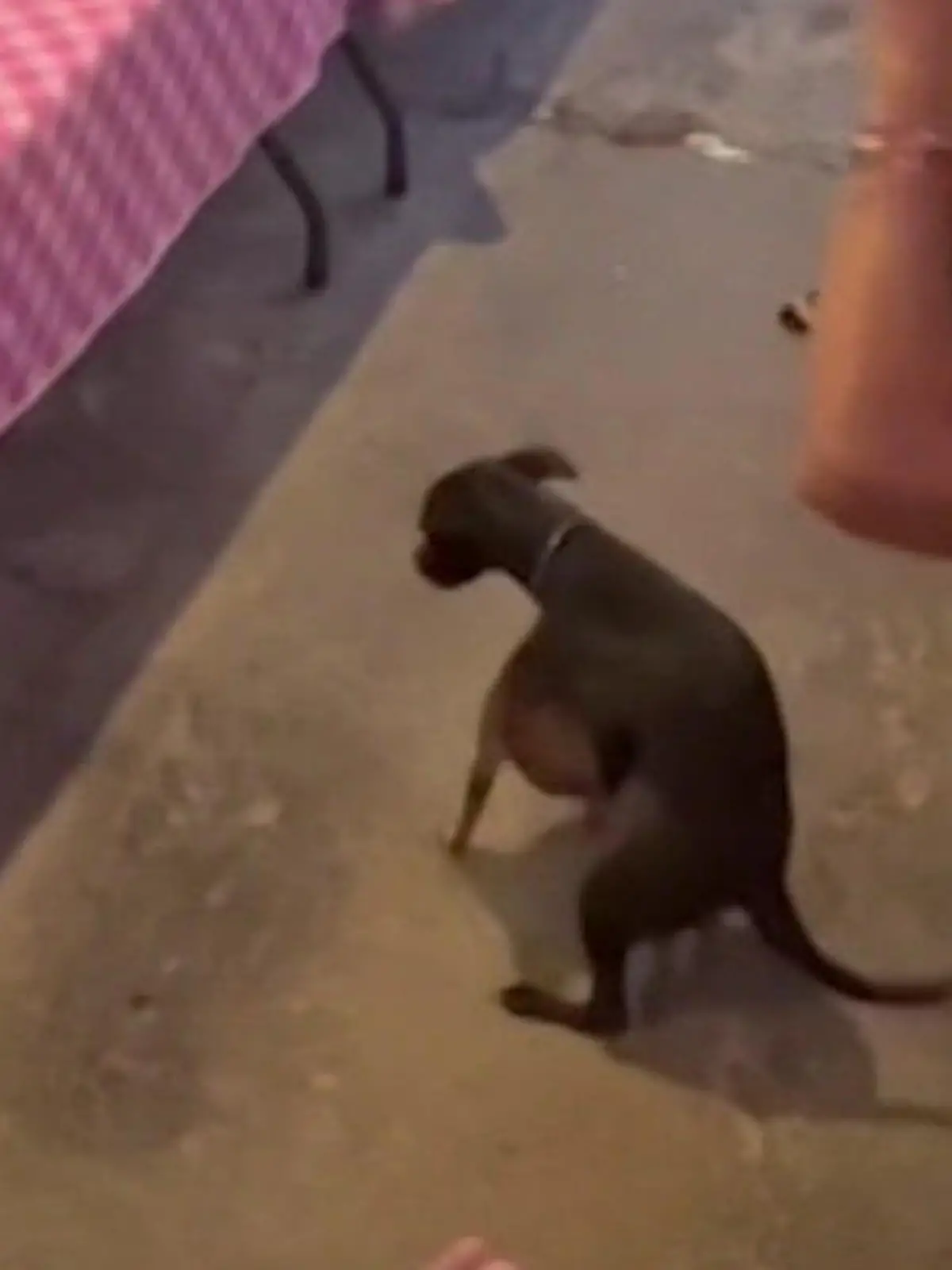 Bild zu: "Ach du heiliger Flohsack! Hunde rammeln beim Gebet"