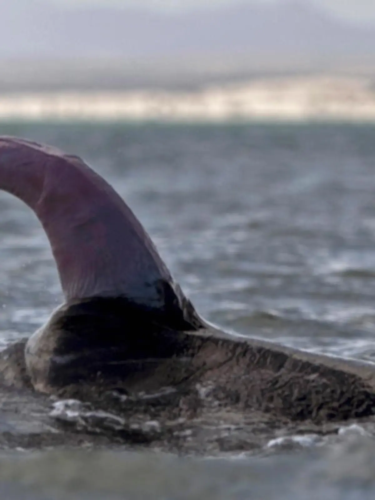 Das Ungeheuer von Loch Ness, auch Nessie genannt, ist seit Jahrhunderten eine Legende. Und jetzt hat ein Micheal Sweet bei Twitter einen bizarren Vergleich aufgestellt. Der Professor hat doch tatsächlich behauptet, dass es sich bei Nessie um einen Wal-Penis handeln könnte.
