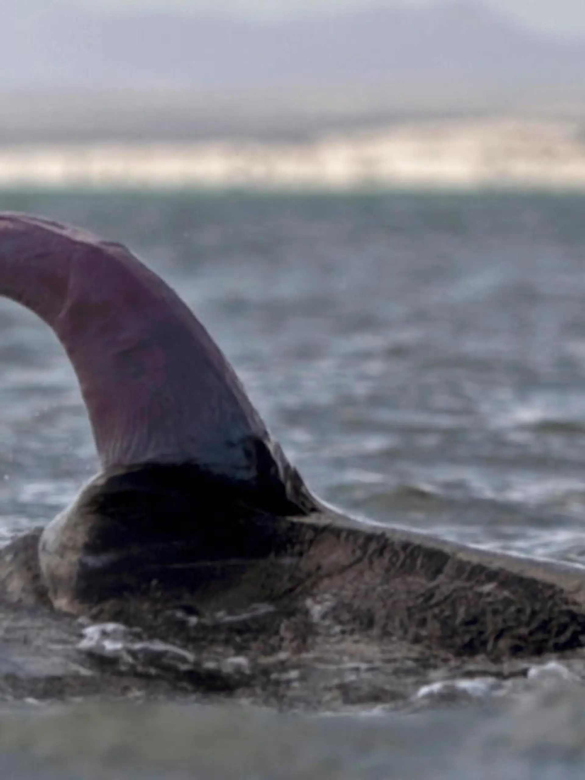 Das Ungeheuer von Loch Ness, auch Nessie genannt, ist seit Jahrhunderten eine Legende. Und jetzt hat ein Micheal Sweet bei Twitter einen bizarren Vergleich aufgestellt. Der Professor hat doch tatsächlich behauptet, dass es sich bei Nessie um einen Wal-Penis handeln könnte.
