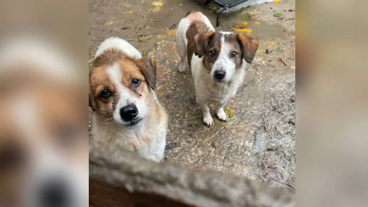 Glücklicherweise gelingt es den Polizisten und Helfern alle Tiere zu befreien.