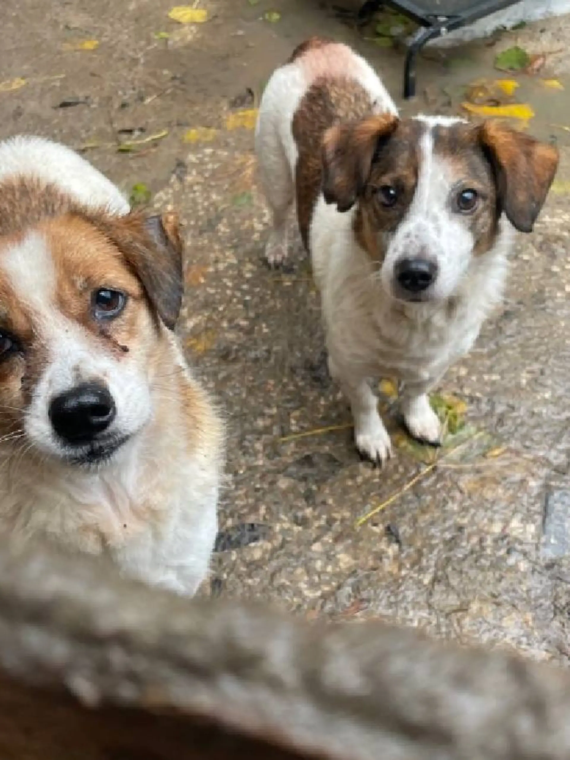 Glücklicherweise gelingt es den Polizisten und Helfern alle Tiere zu befreien.