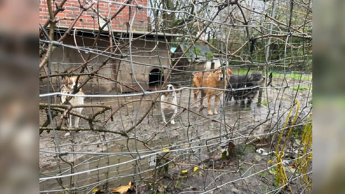 Als die Retter eintreffen, stehen die Hunde zum Teil eingezäunt im Schlamm.