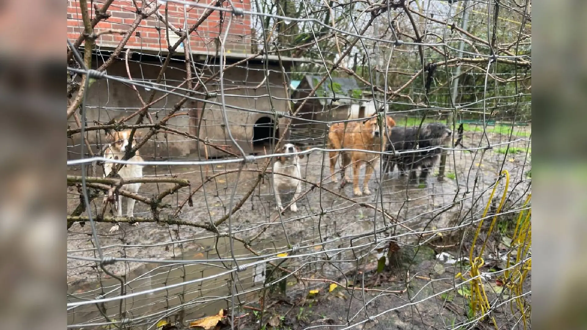 Als die Retter eintreffen, stehen die Hunde zum Teil eingezäunt im Schlamm.