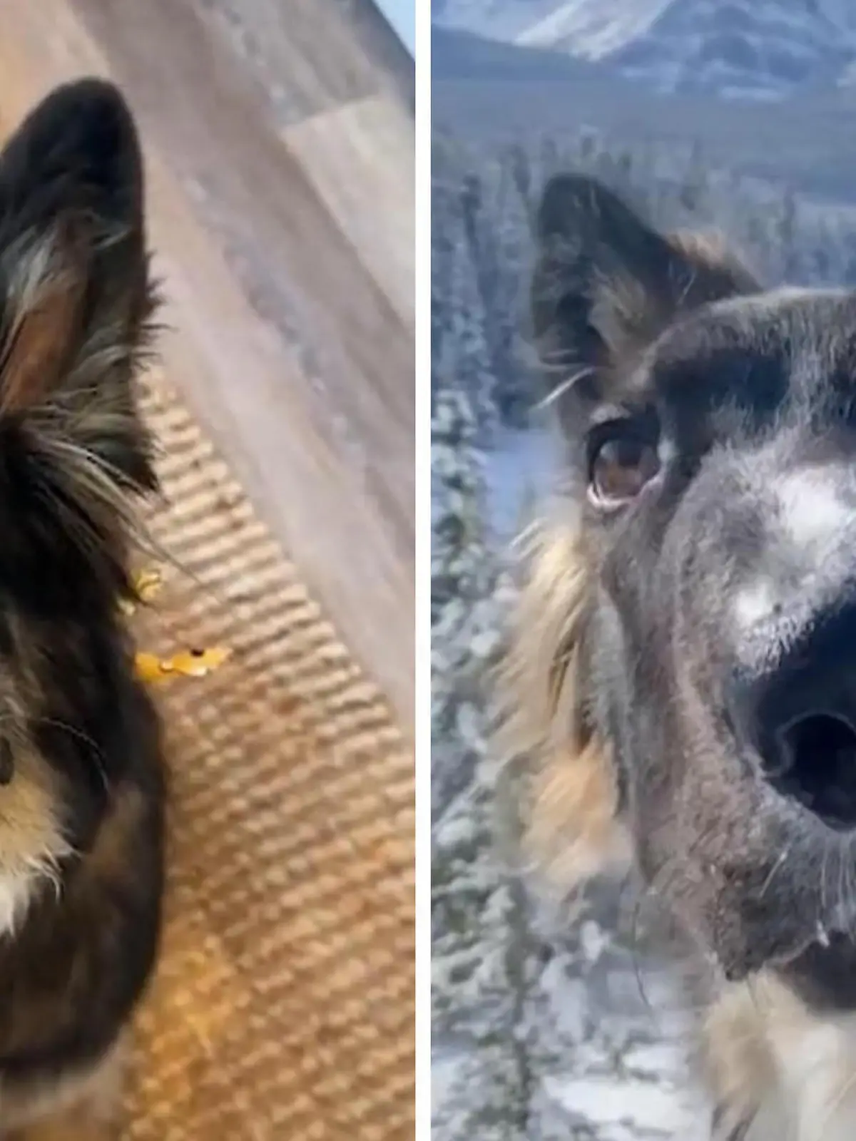 Mit seiner schrägen Schnauze begeistert Brodie das Netz.