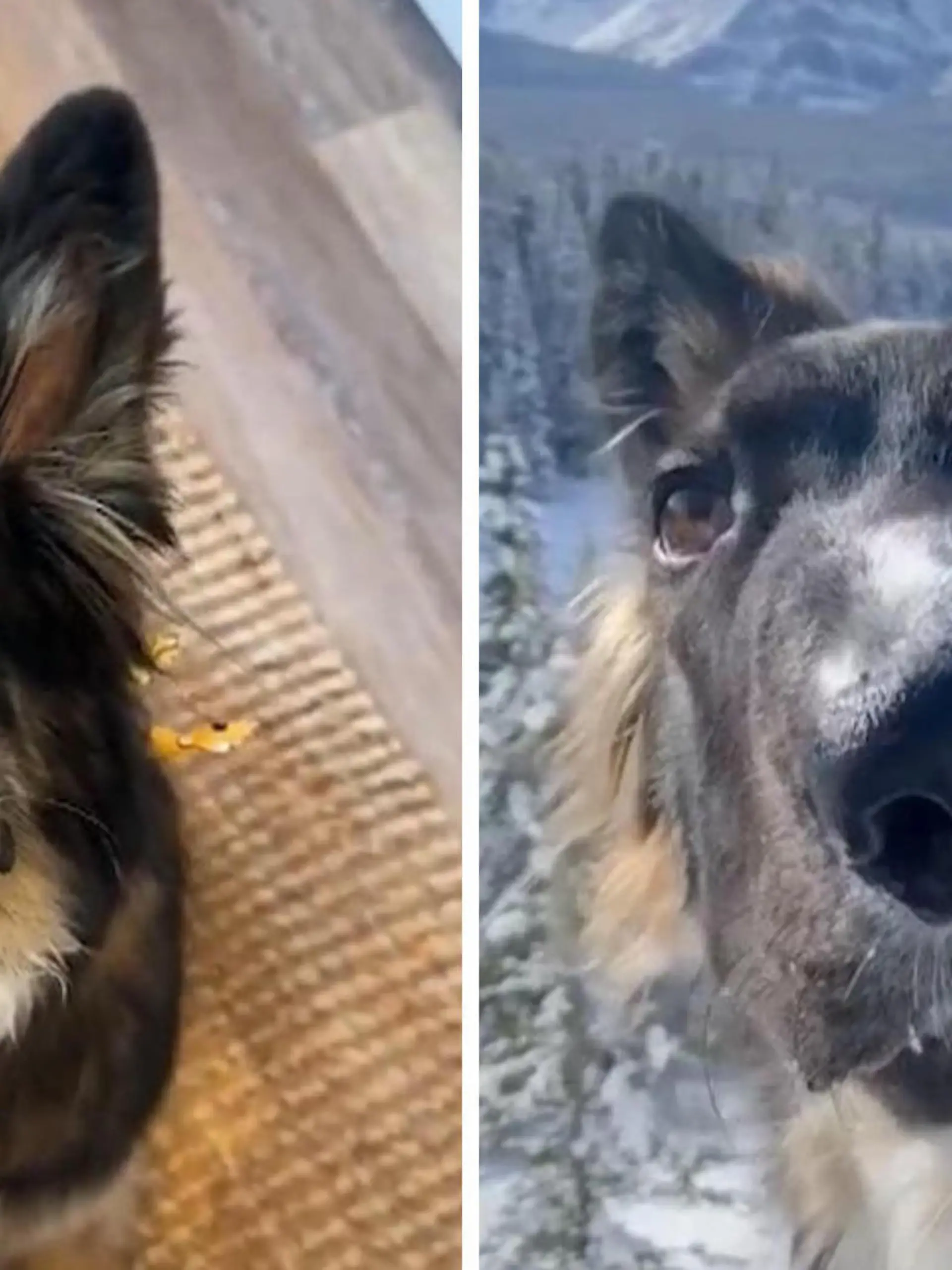 Mit seiner schrägen Schnauze begeistert Brodie das Netz.