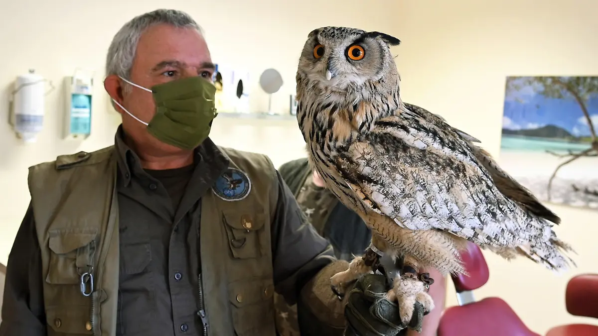 15.04.2022, Nordrhein-Westfalen, Dorsten: Ein Falkner hält seinen Uhu nach einer Behandlung beim Zahnarzt. Der sibirische Greifvogel mit dem Namen «Juri» hatte sich zuvor am Schnabel verletzt. Foto: Guido Bludau/dpa +++ dpa-Bildfunk +++
