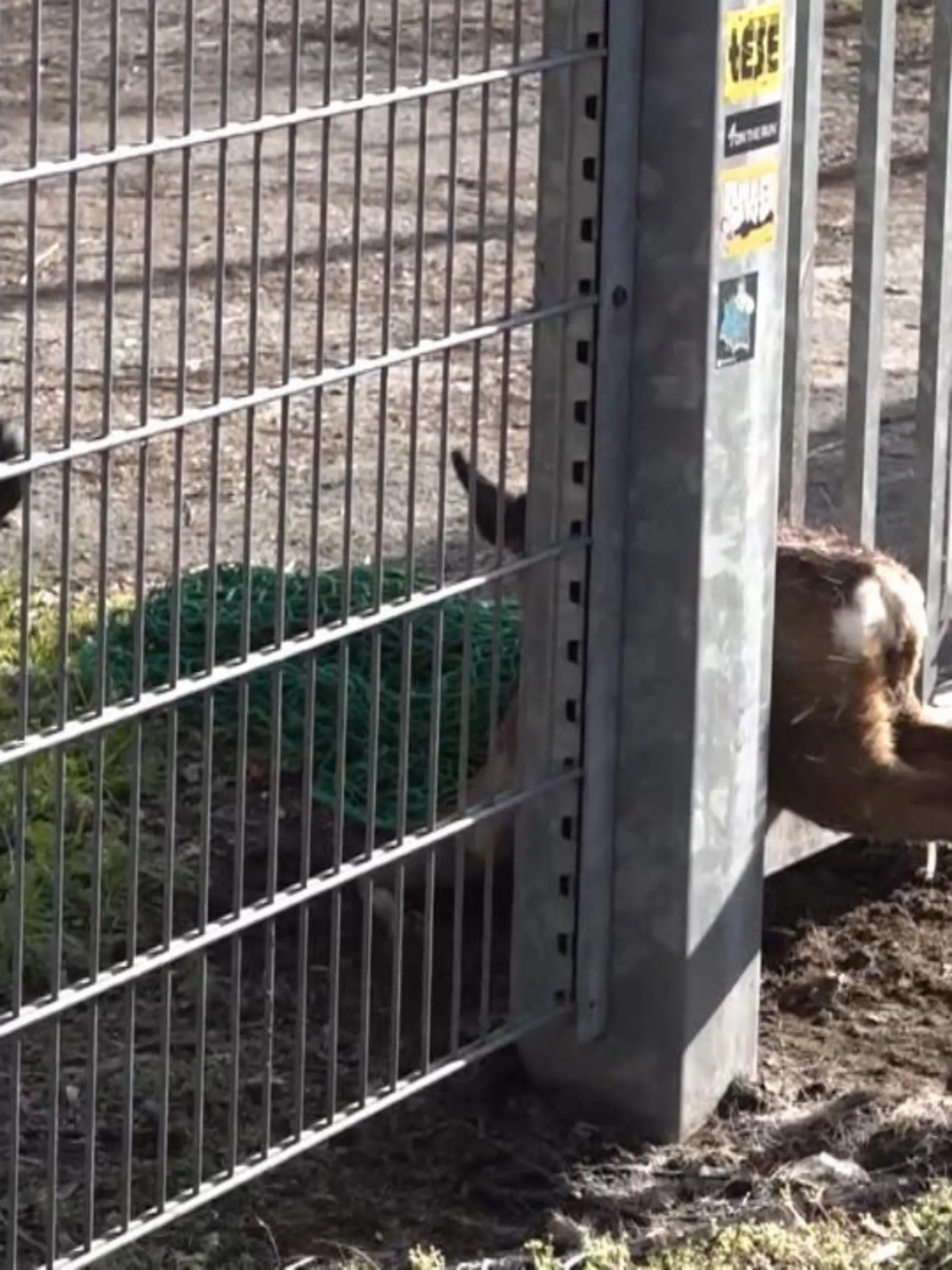 Von allein wäre es dort nicht mehr herausgekommen: Ein Reh ist am Dienstagmorgen in einem Zaun steckengeblieben. Das verängstige Tier verletzte sich bei dem verzweifelten Versuch sich zu befreien. Sofort wurde die Feuerwehr alarmiert. Mit einem sogenannten „Spreizer“ weiteten sie die massiven Streben des Tors – und konnten das Reh so befreien.
