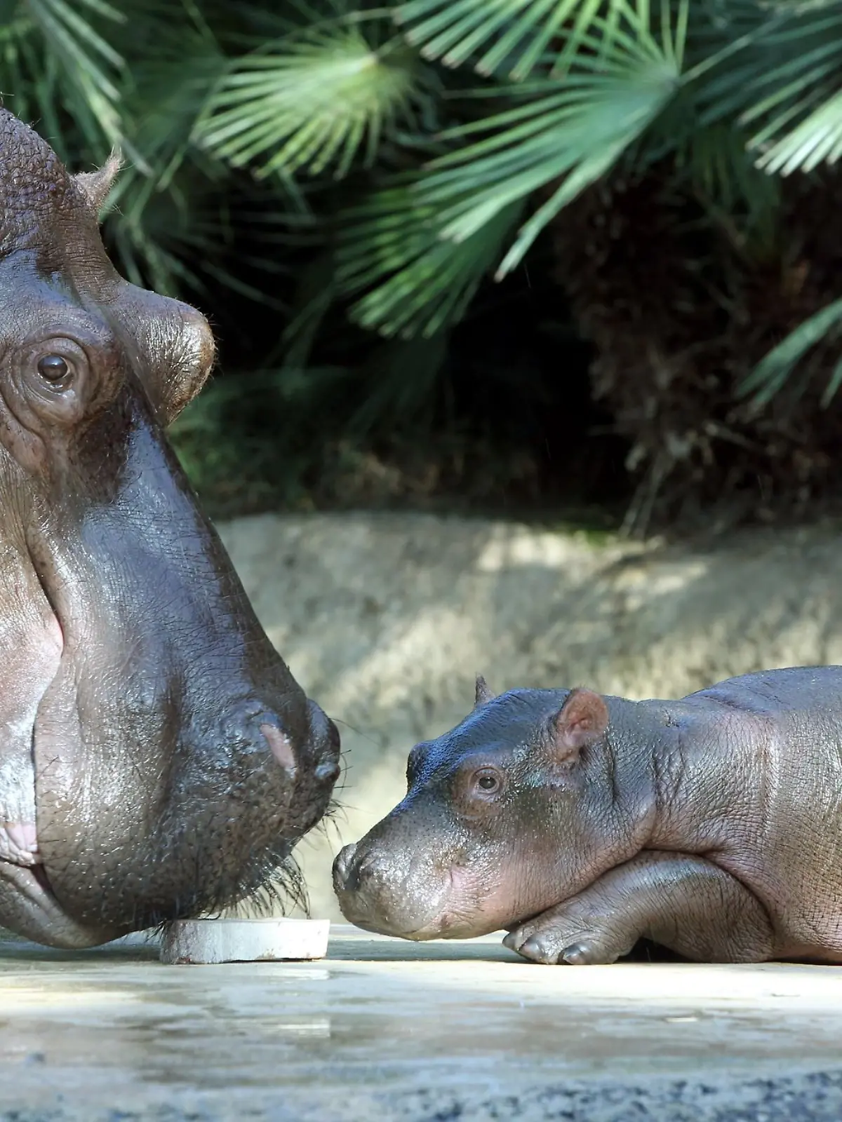 Bild zu: "Berliner Zoo trauert um Nilpferd Nicole"