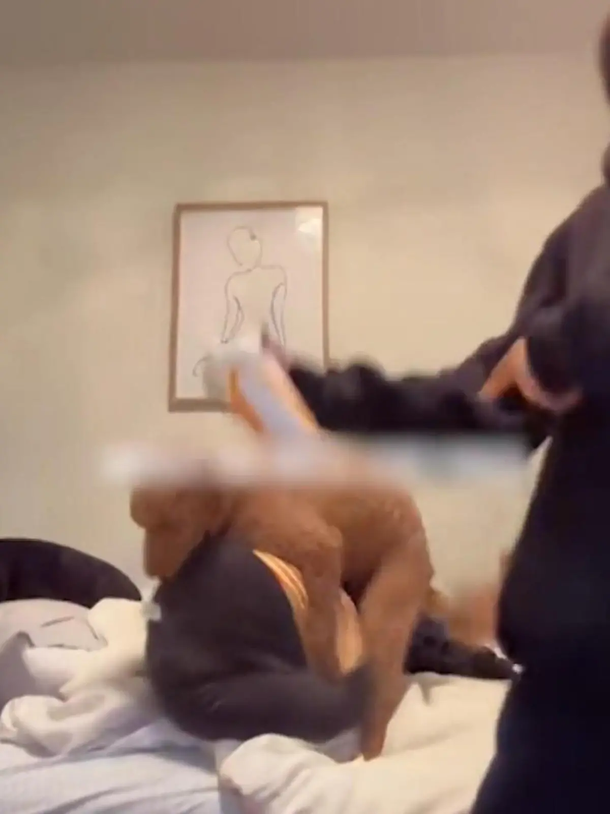 Bild zu: "Influencerin geschockt! Hund rammelt plötzlich drauf los"