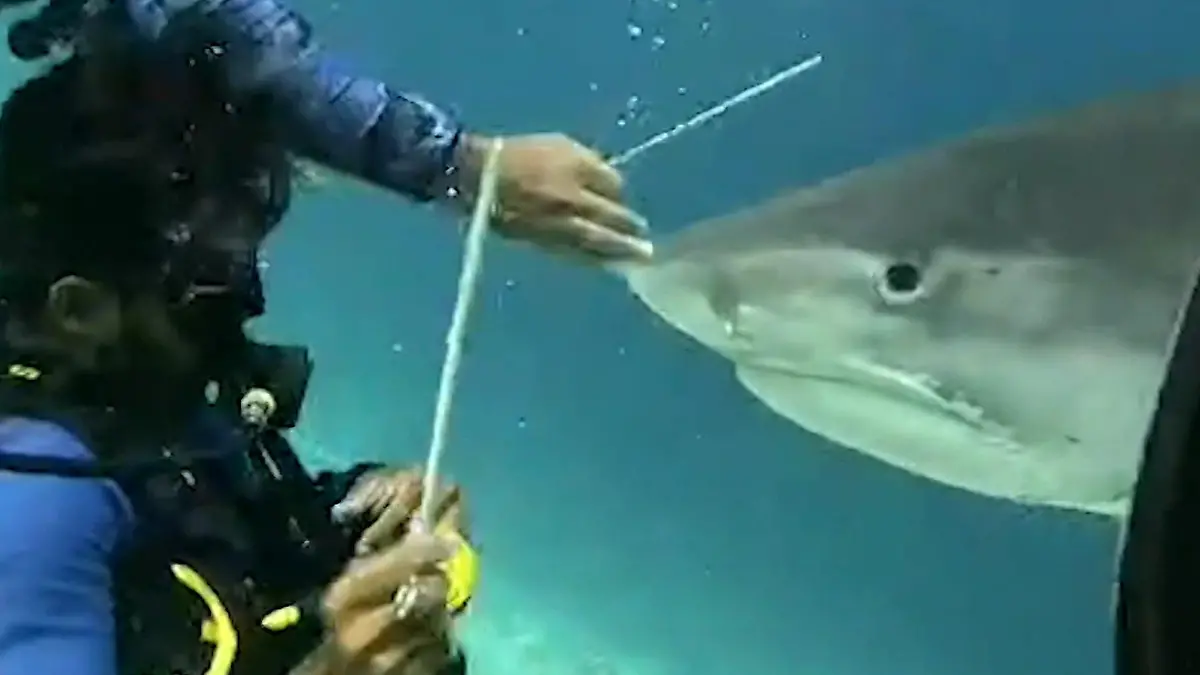 Hai nimmt Mann ins Visier – mutiger Taucher reagiert sofort! Auge in Auge mit dem Raubfisch