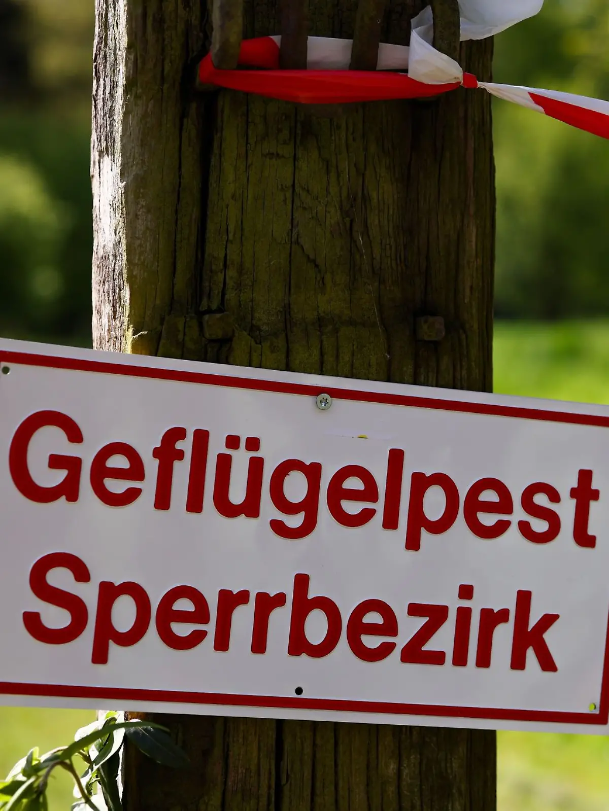 Bild zu: "Toter Schwan mit Vogelgrippe gefunden! Verantwortliche mahnen zur Vorsicht"