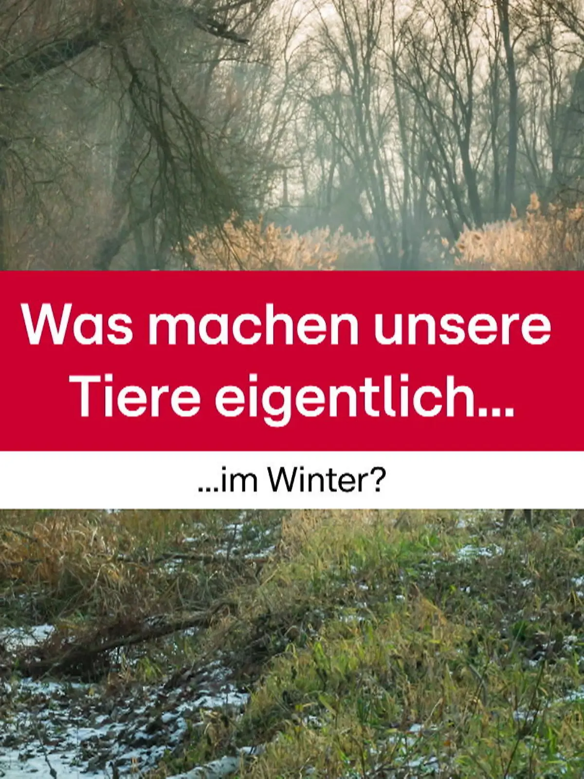 Bild zu: "Was sind Winterschlaf, Winterruhe, Winterstarre?"