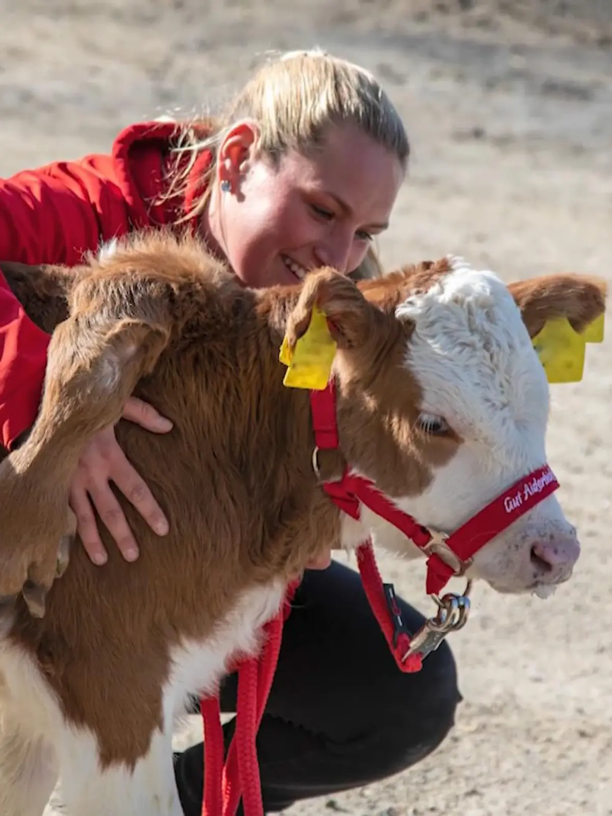 Wo heute nur noch eine kleine Narbe zu sehen ist, war vor ein paar Wochen noch etwas, das da so gar nicht hingehörte. Kalb Ferdinand hatte auf seiner Schulter nämlich ein zusätzliches Bein. Jetzt wurde er operiert und sein Leben läuft wie am Schnürchen - allerdings nur auf vier Beinen.