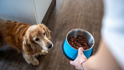 Hundefutter-Rückruf: Warnung vor Glasscherben – ZooRoyal-Produkte ...