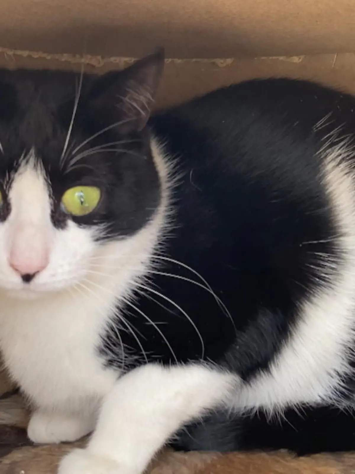 Bild zu: "Katzen aus Tierheim verschwunden"