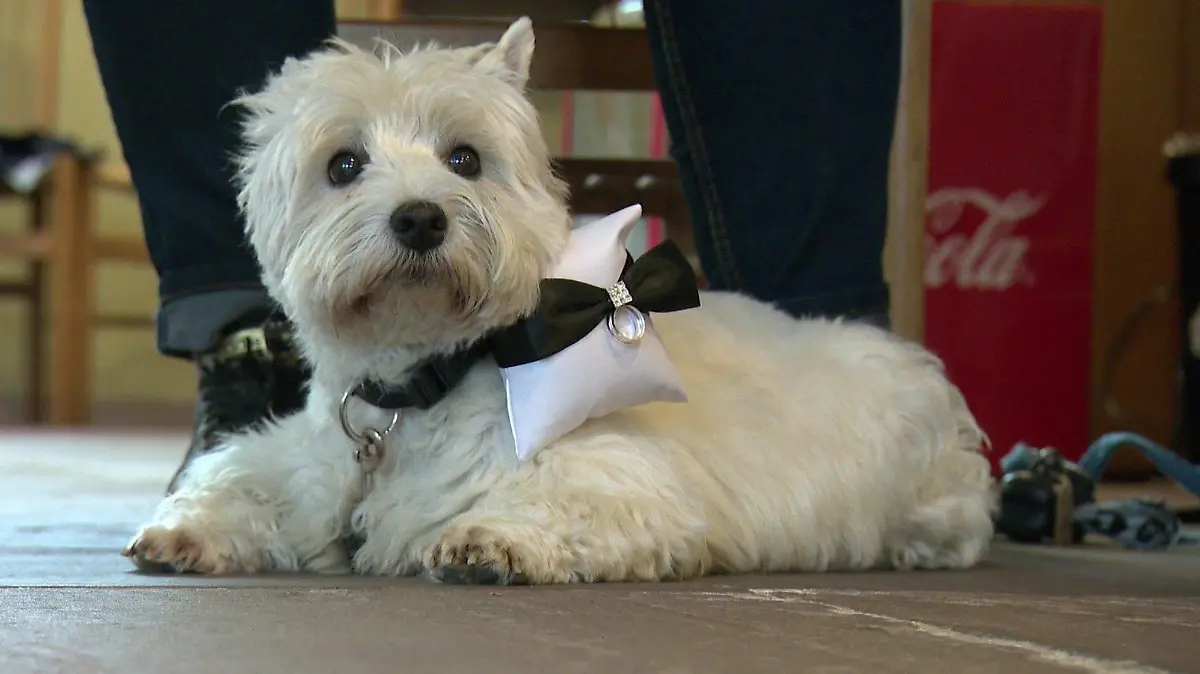 Ein "Westie" als Ringträger-Bestie: Bitte nicht weglaufen!