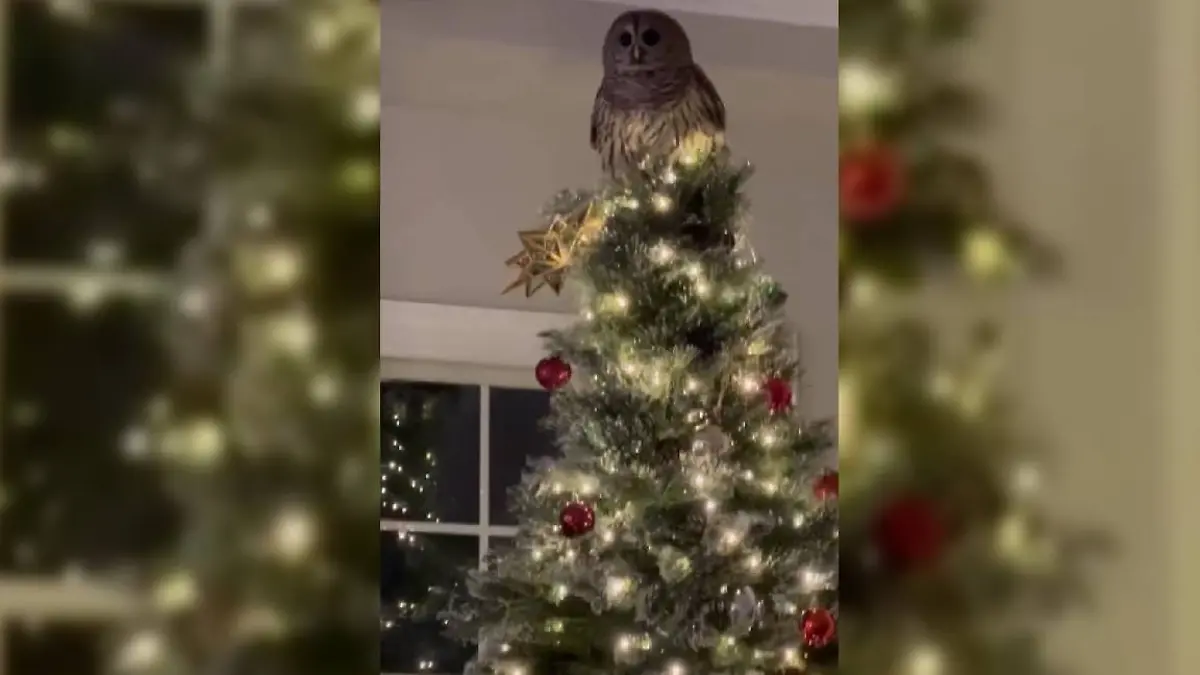 Schleiereule im Weihnachtsbaum