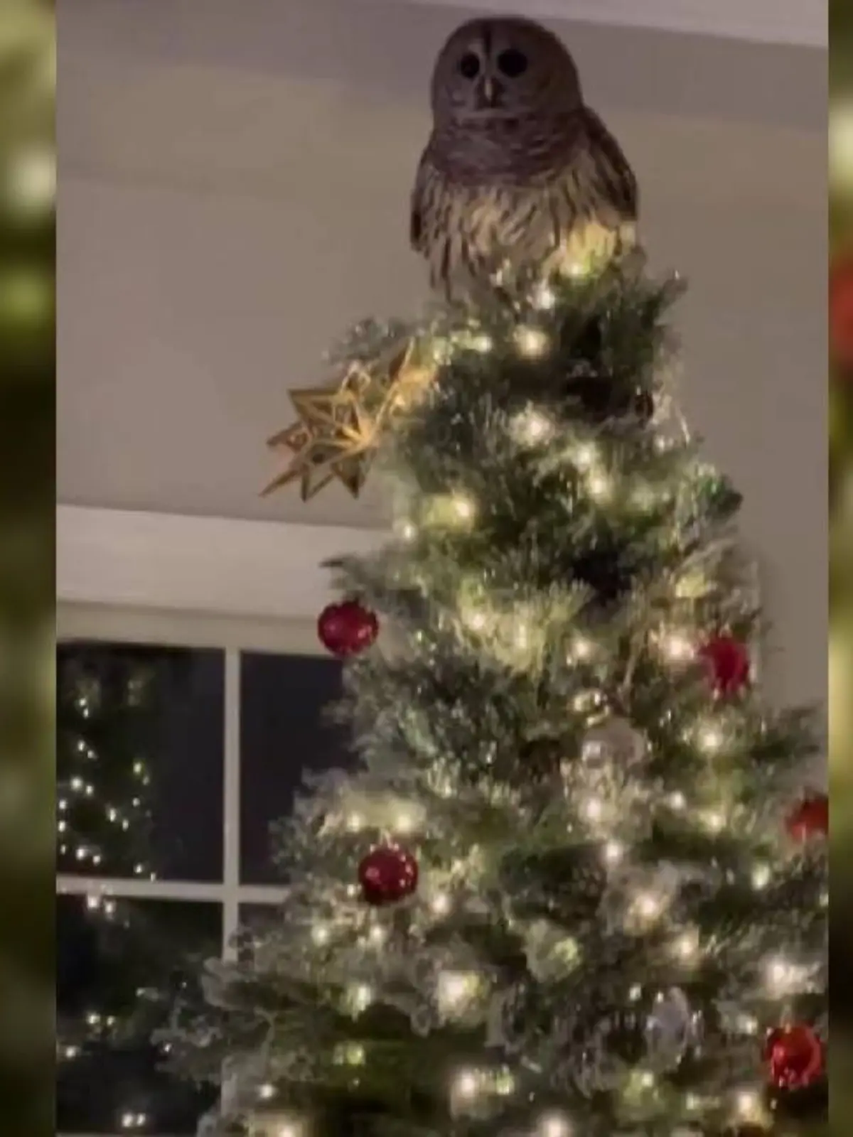 Schleiereule im Weihnachtsbaum
