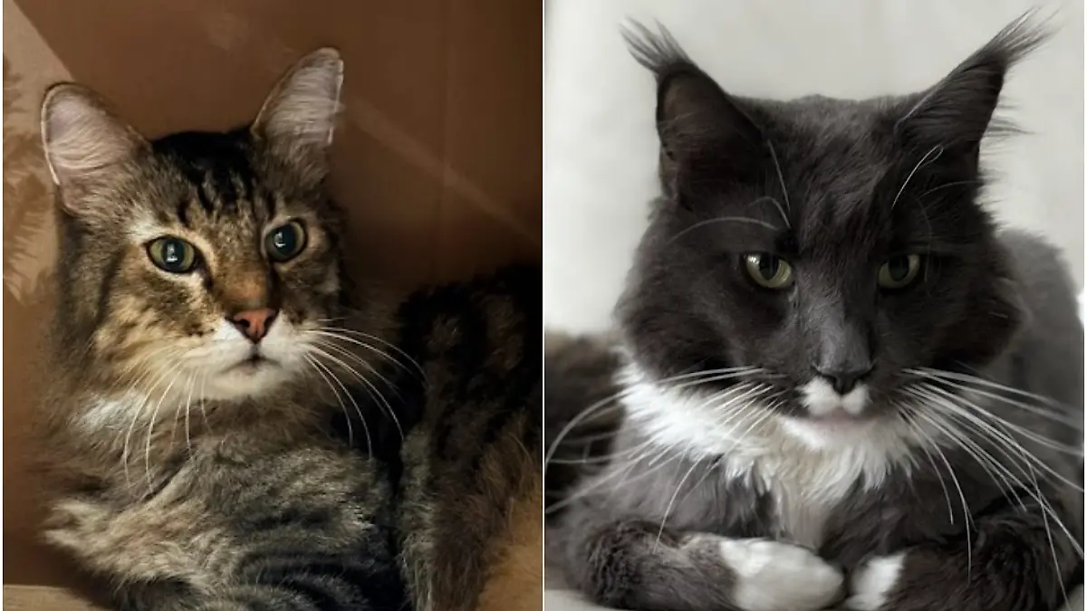 Die beiden Kater Emilio und Linus sind für unsere Autorin echte Glücksbringer.