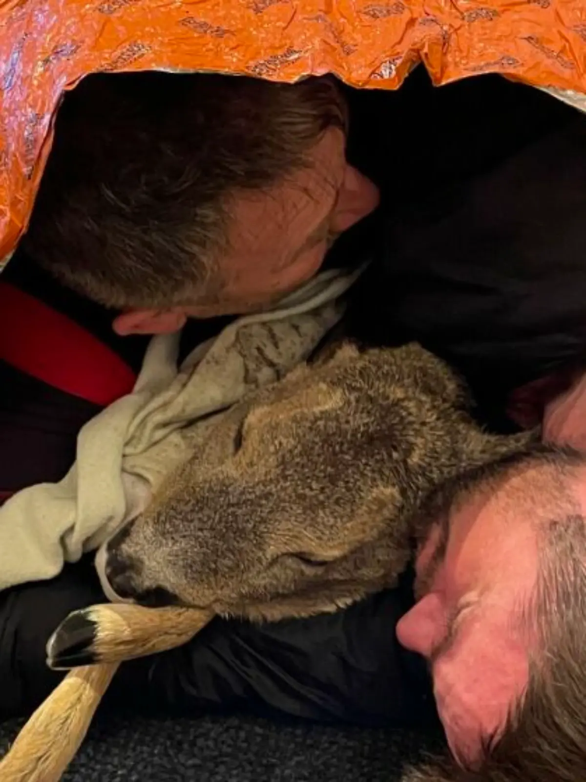 Zwei Feuerwehrmänner retten ein Reh – indem sie mit ihm kuscheln.