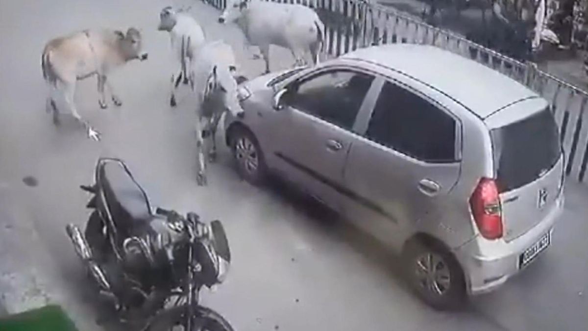 Indien: Kuhherde stoppt Auto - aus DIESEM süßen Grund