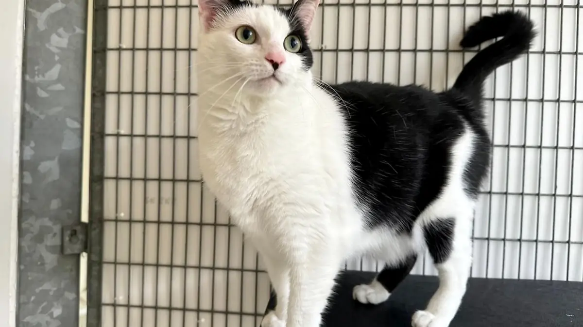 Katze Luna überlebt fünf Wochen allein in einer Wohnung.