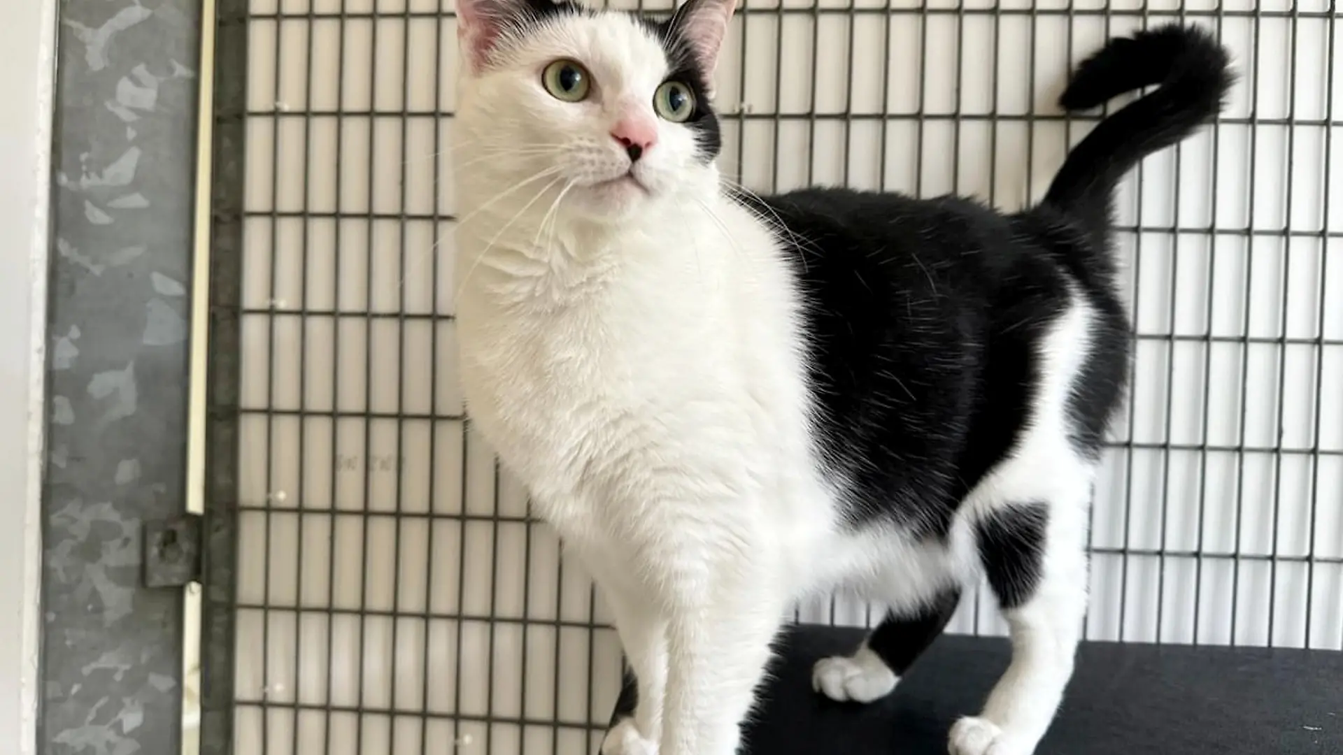 Katze Luna überlebt fünf Wochen allein in einer Wohnung.