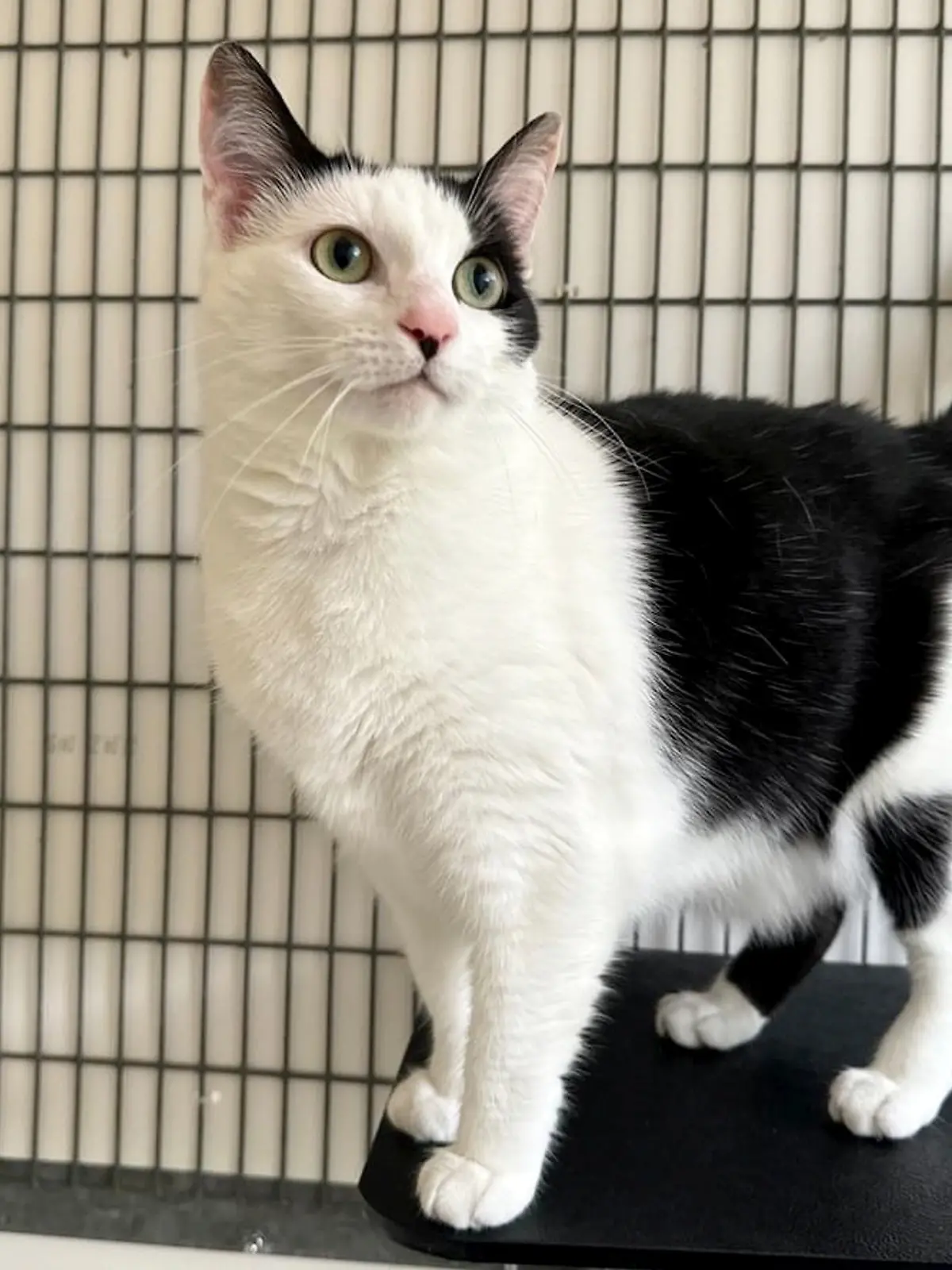 Katze Luna überlebt fünf Wochen allein in einer Wohnung.